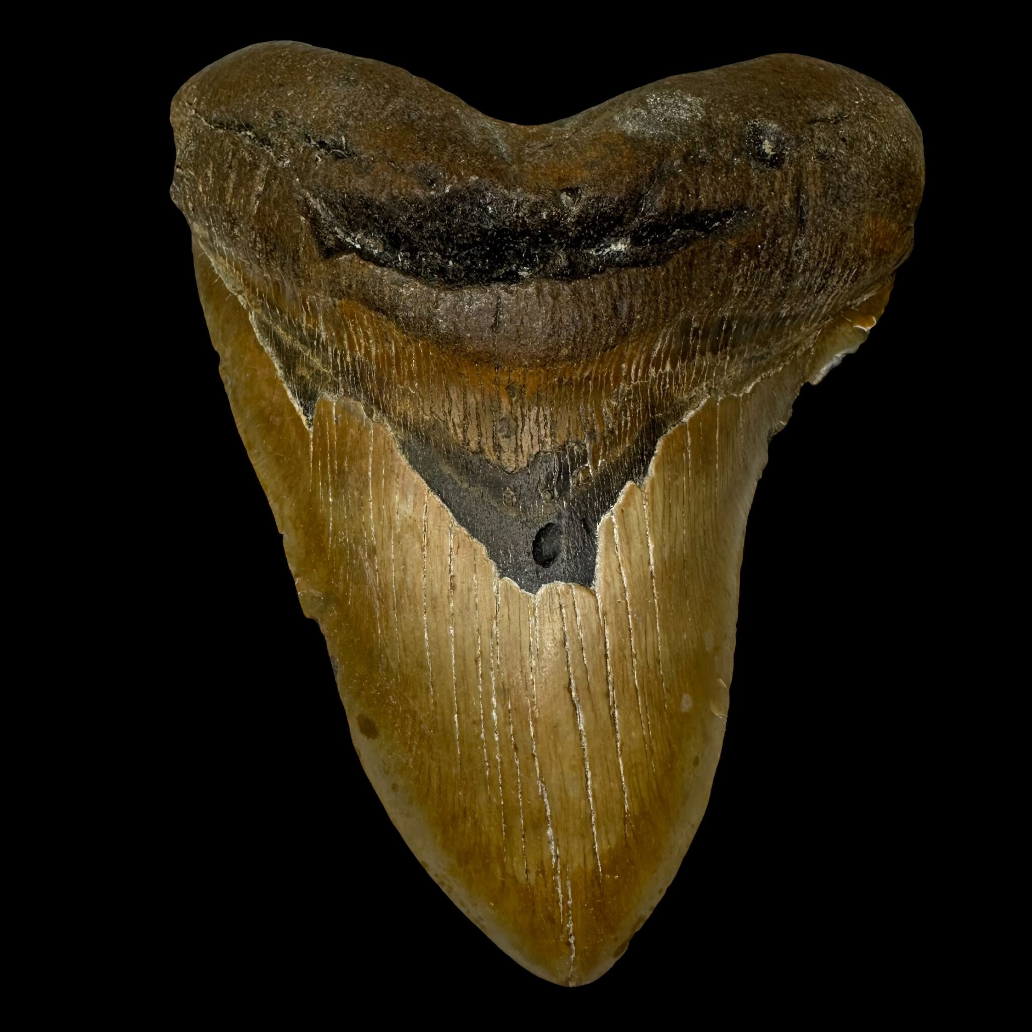 7 Secrets to Unearthing Authentic Megalodon Teeth from Ocean Depths