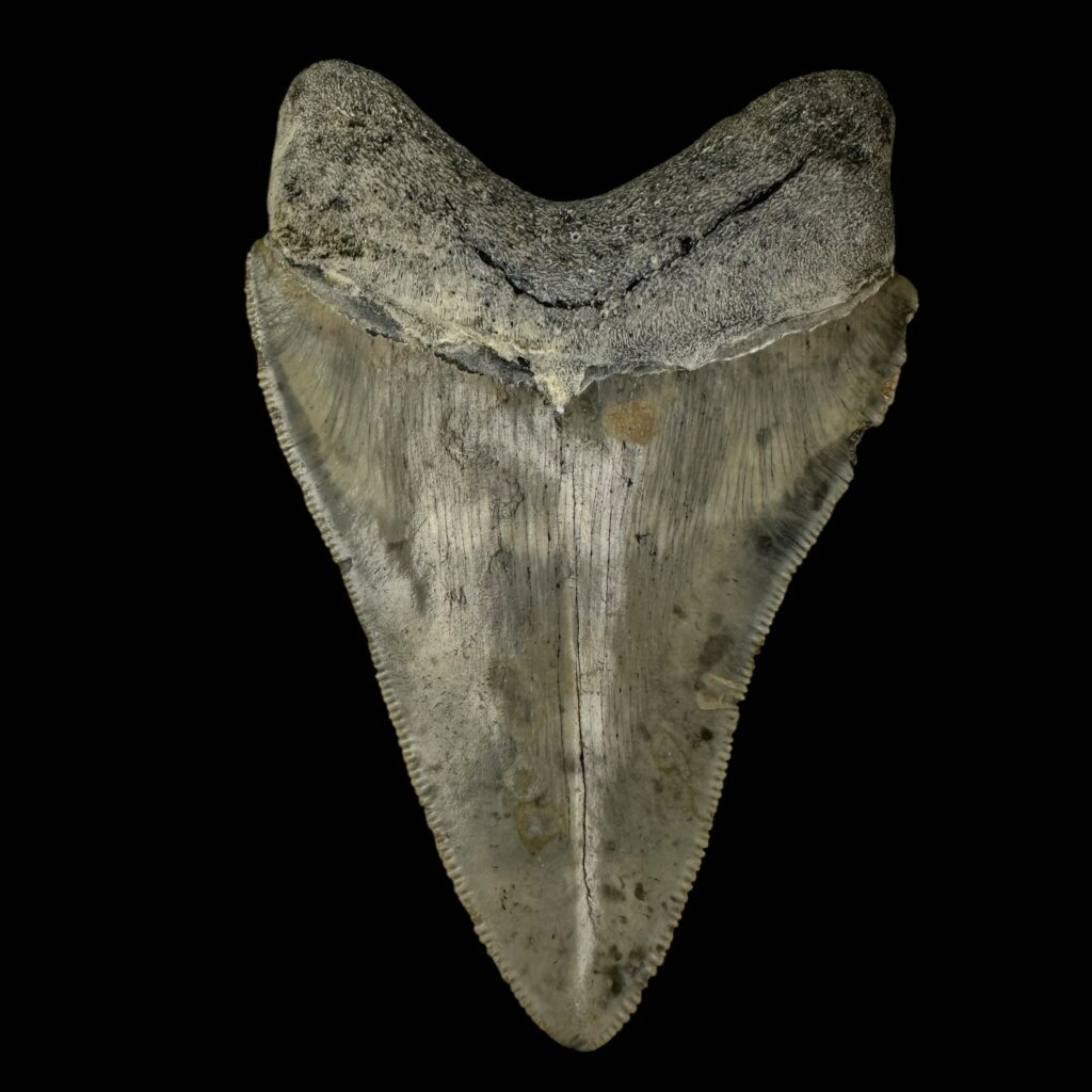 Prehistoric Giants: Unveiling the 5 Largest Megalodon Teeth Ever Found