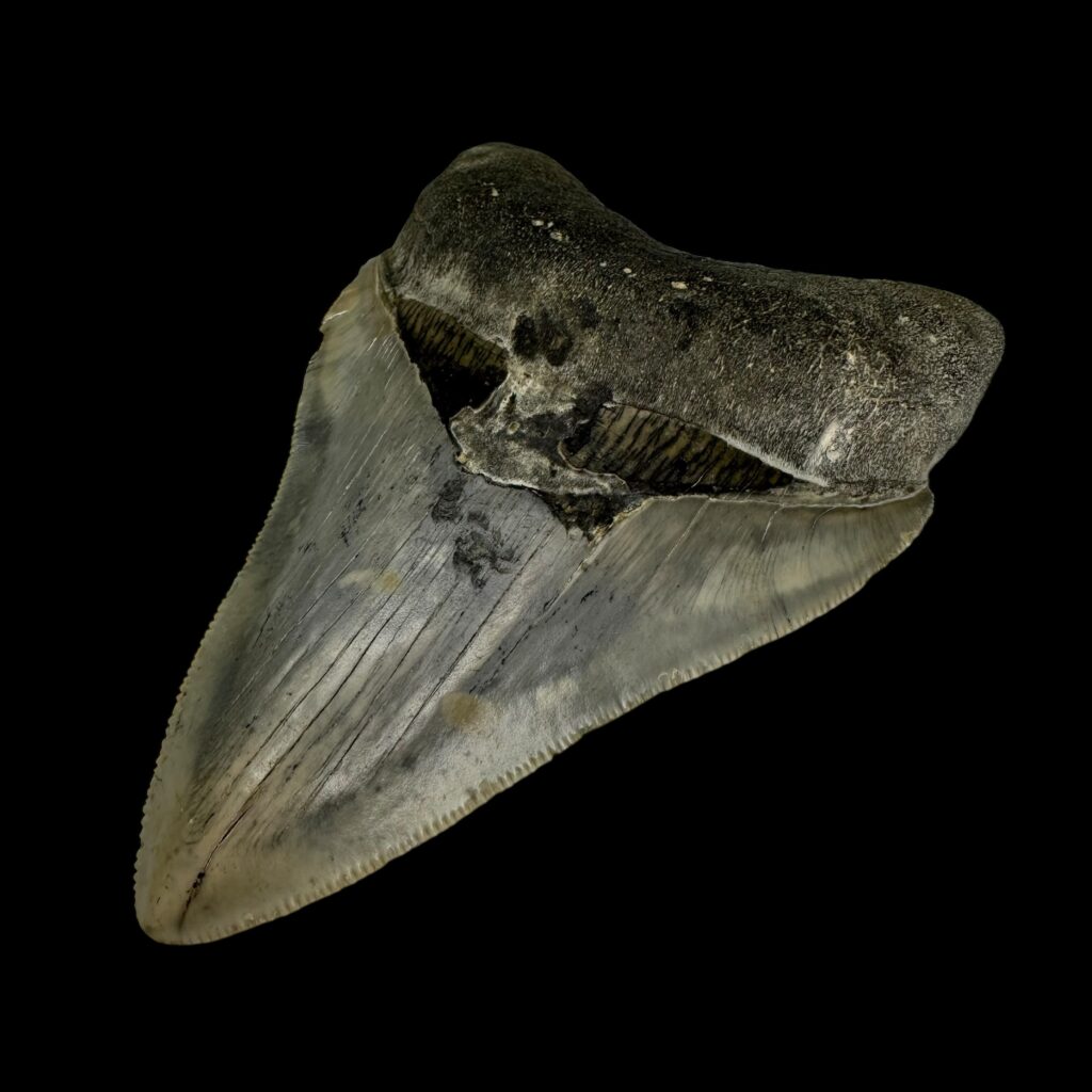 evolution of megalodon teeth