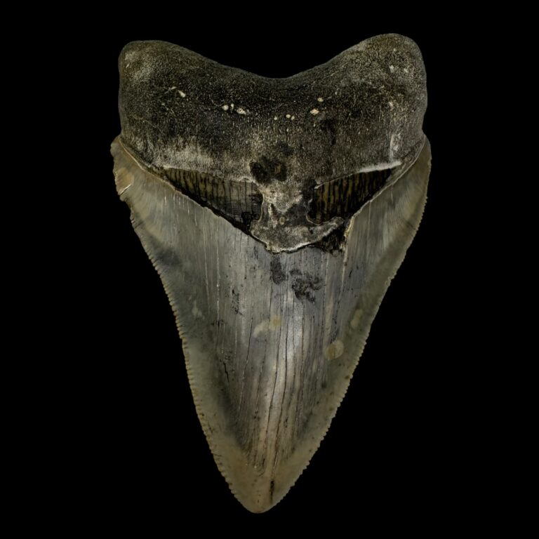 7 Incredible Facts About Megalodon Tooth Size: How Big Were These ...