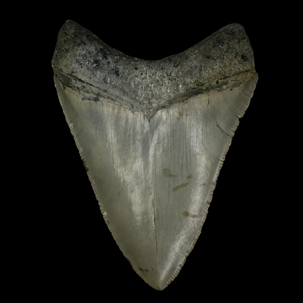Fossilized Relic