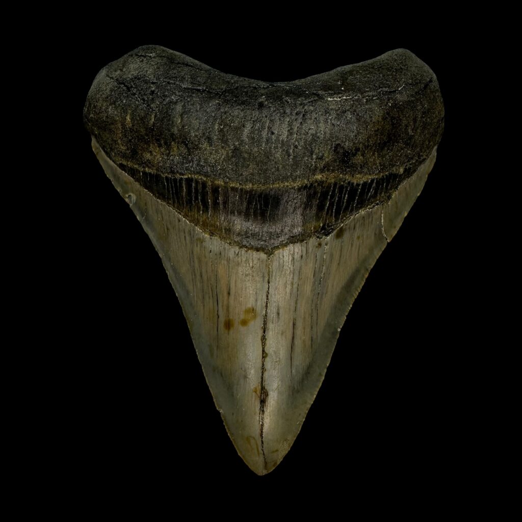 megalodon teeth real vs fake