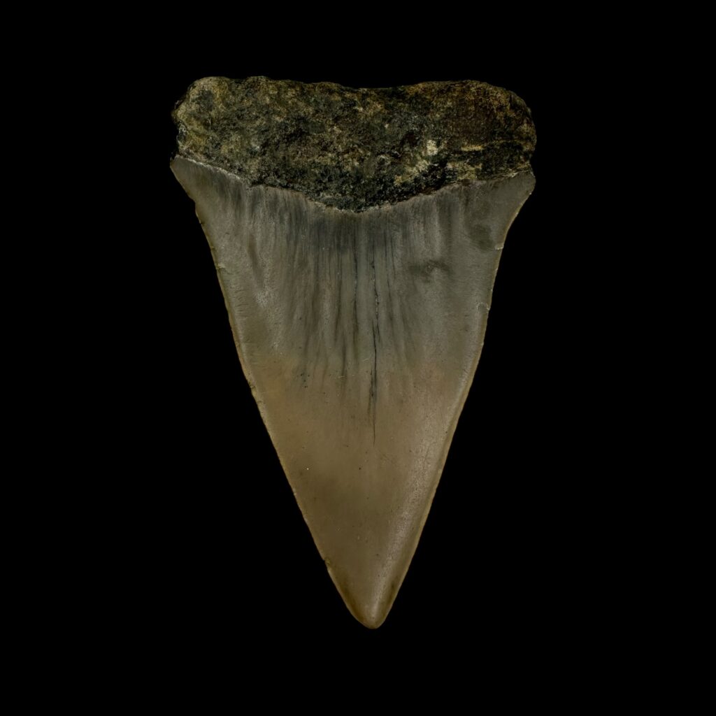 megalodon-myths-unveiled