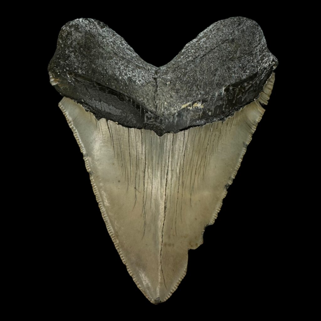 Megalodon Teeth vs Shark Teeth