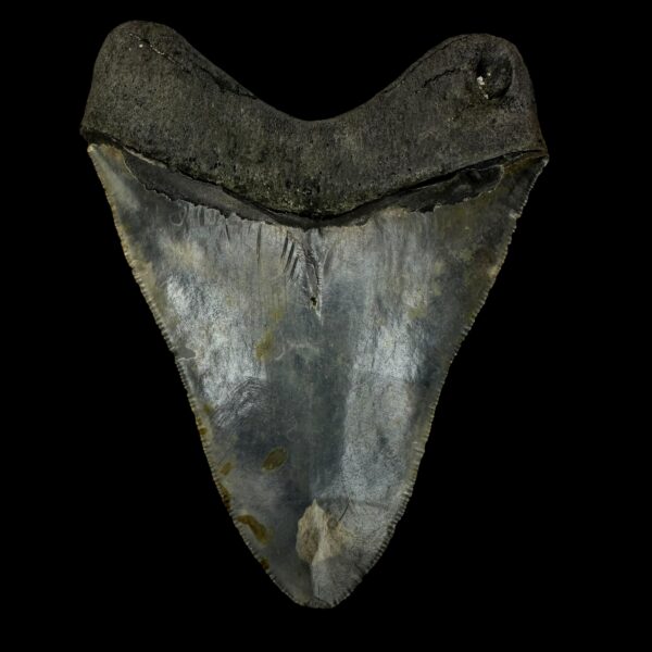 4.41" Megalodon Tooth Fossil - Image 2