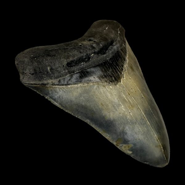 4.41" Megalodon Tooth Fossil - Image 4