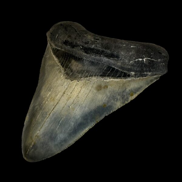 4.41" Megalodon Tooth Fossil - Image 3