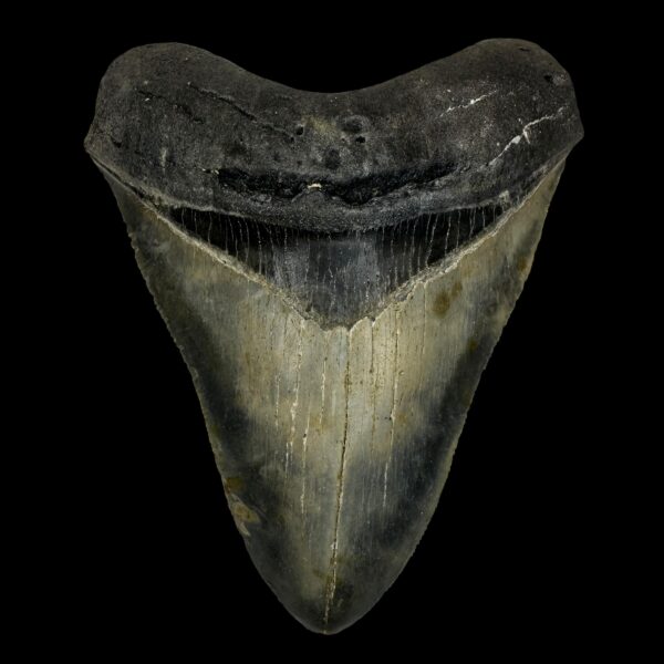 4.41" Megalodon Tooth Fossil