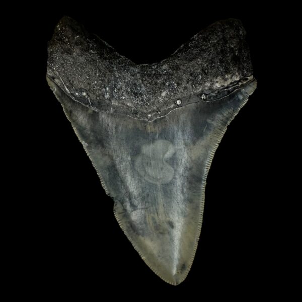 4.56" Megalodon Tooth Fossil - Image 2