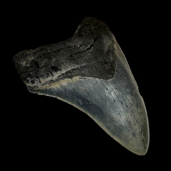 4.56" Megalodon Tooth Fossil - Image 4