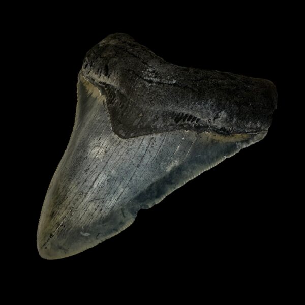 4.56" Megalodon Tooth Fossil - Image 3