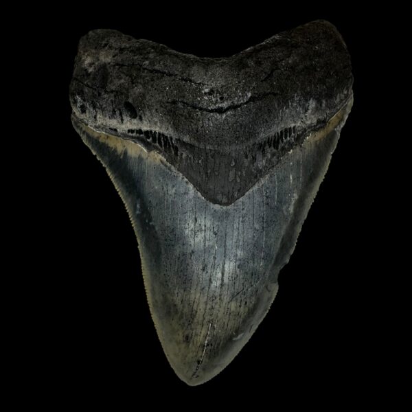 4.56" Megalodon Tooth Fossil