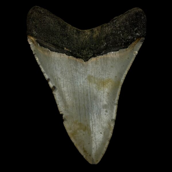 4.72" Megalodon Tooth Fossil - Image 2