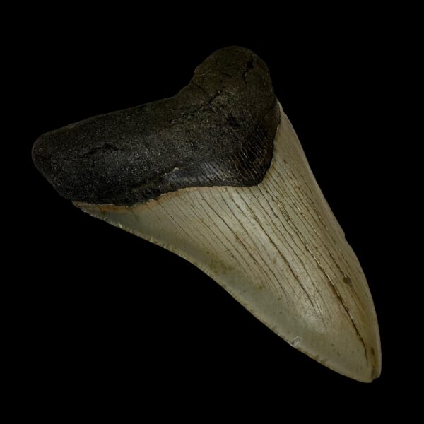 4.72" Megalodon Tooth Fossil - Image 4