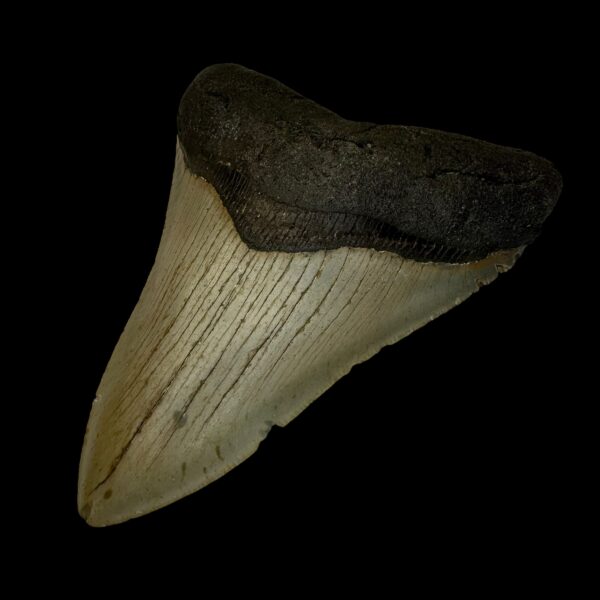 4.72" Megalodon Tooth Fossil - Image 3