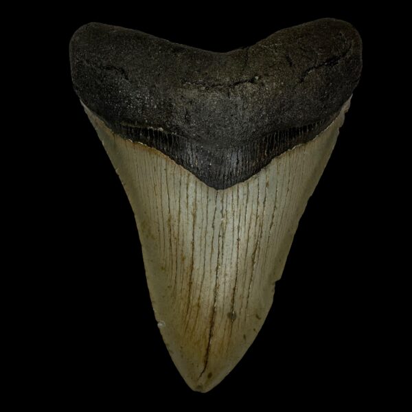 4.72" Megalodon Tooth Fossil