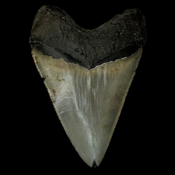 4.91" Megalodon Tooth Fossil - Image 2