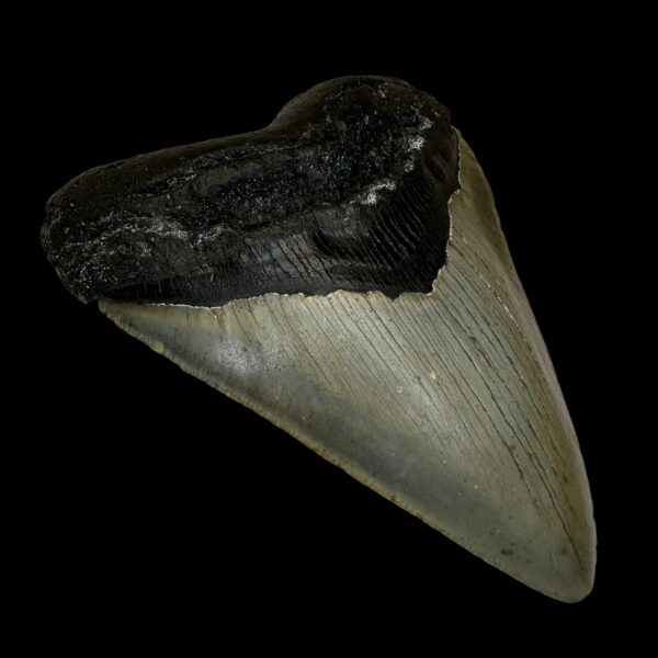 4.91" Megalodon Tooth Fossil - Image 4