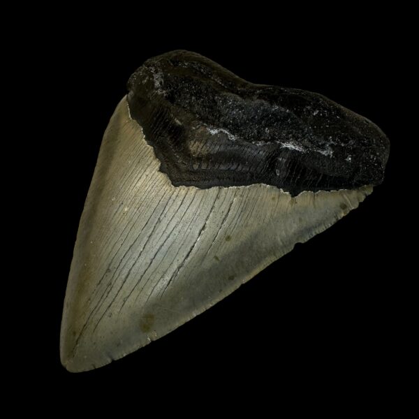 4.91" Megalodon Tooth Fossil - Image 3