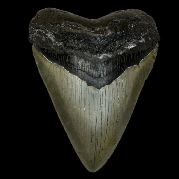 4.91" Megalodon Tooth Fossil