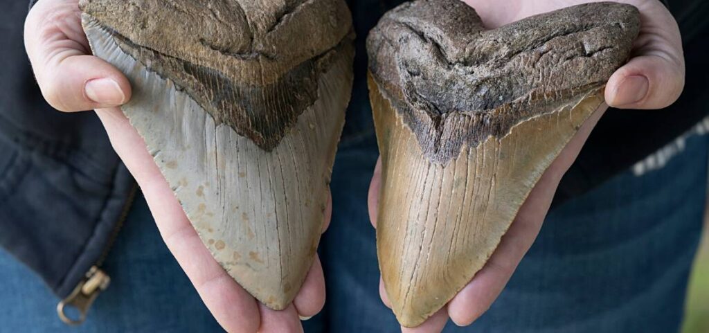 evolution of megalodon teeth