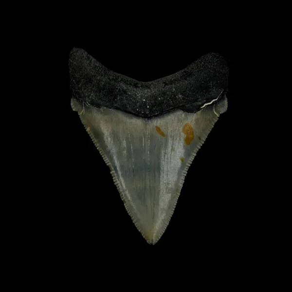 Fossil Chubutensis Tooth 2.36" - Image 2