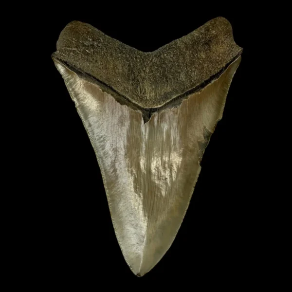 6.08" Serrated Megalodon Tooth Fossil - Image 2