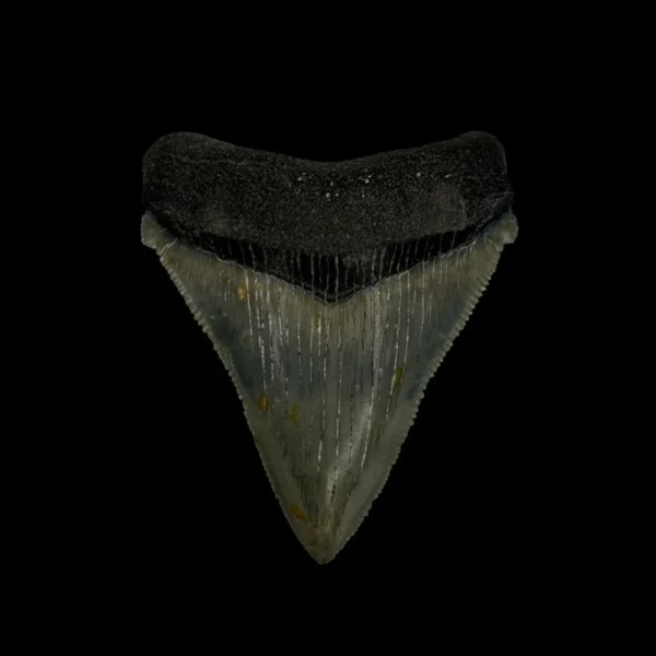 Fossil Chubutensis Tooth 2.36"