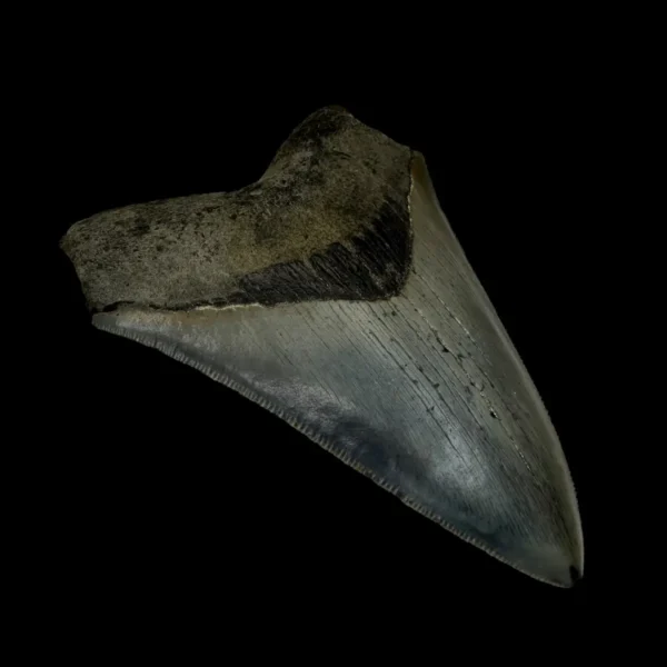4.20" Serrated Megalodon Tooth Fossil - Image 4