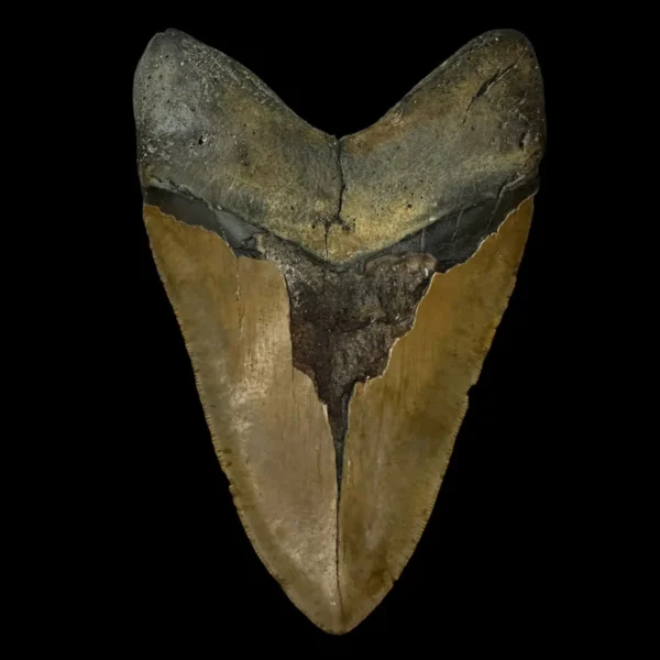 6.47" Megalodon Tooth Fossil - Image 2