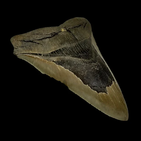 6.08" Serrated Megalodon Tooth Fossil - Image 4