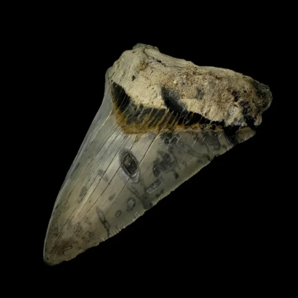 4.43" Megalodon Tooth Fossil - Image 3