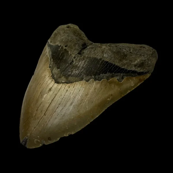 6.05" Megalodon Tooth Fossil - Image 3