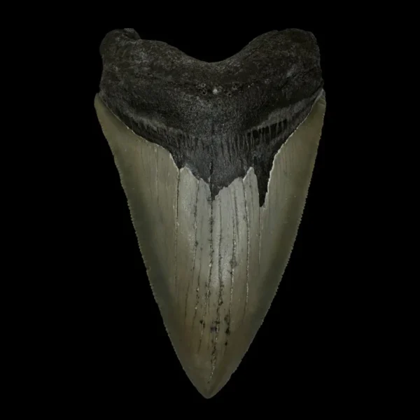 4.52" Megalodon Tooth Fossil