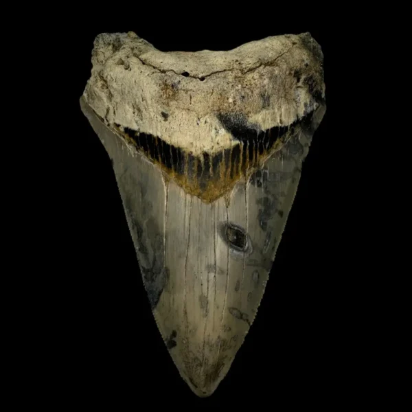 4.43" Megalodon Tooth Fossil