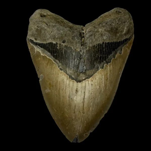 6.05" Megalodon Tooth Fossil