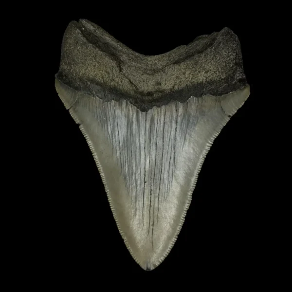 4.28" Serrated Megalodon Tooth Fossil - Image 2