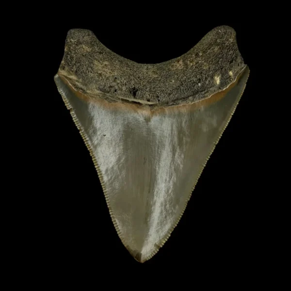 3.36" Serrated Megalodon Tooth Fossil - Image 2