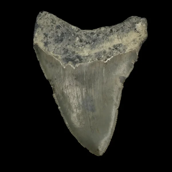 4.00" Megalodon Tooth Fossil - Image 2
