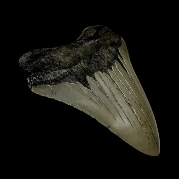 4.28" Serrated Megalodon Tooth Fossil - Image 4