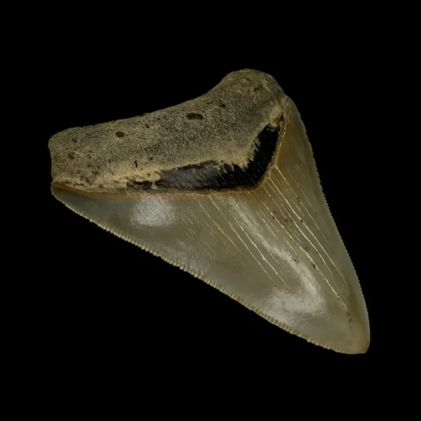 3.36" Serrated Megalodon Tooth Fossil - Image 4