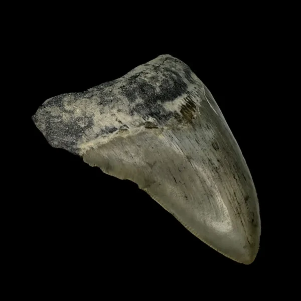 4.00" Megalodon Tooth Fossil - Image 4