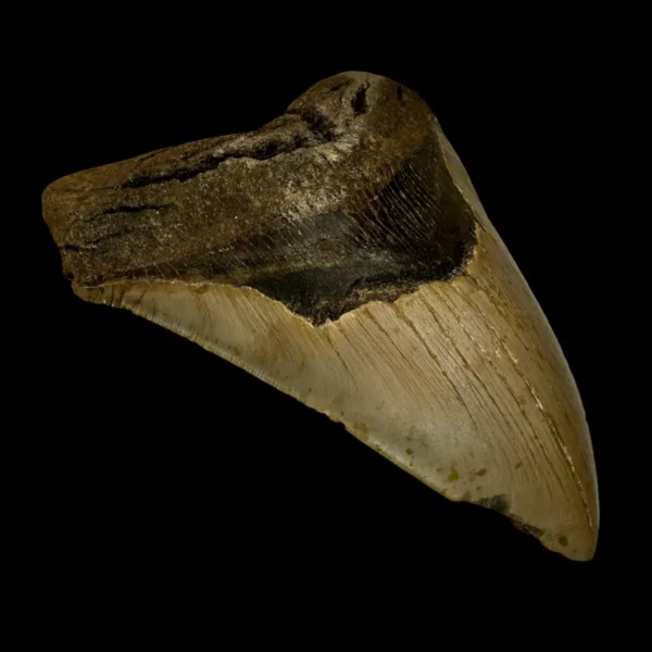 6.28" Megalodon Tooth Fossil - Image 4