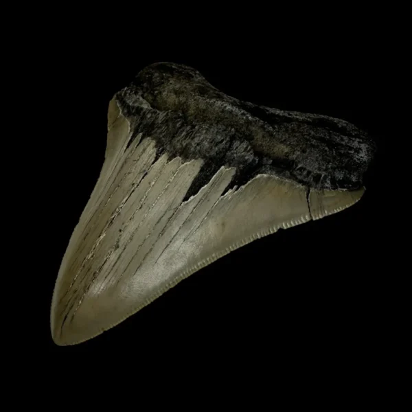 4.28" Serrated Megalodon Tooth Fossil - Image 3