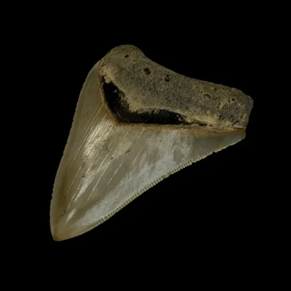 3.36" Serrated Megalodon Tooth Fossil - Image 3