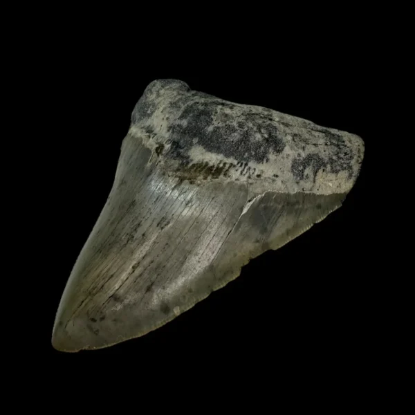 4.00" Megalodon Tooth Fossil - Image 3