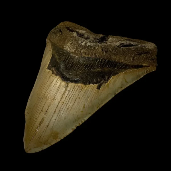 6.28" Megalodon Tooth Fossil - Image 3