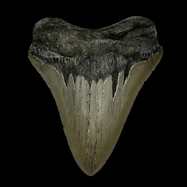 4.28" Serrated Megalodon Tooth Fossil