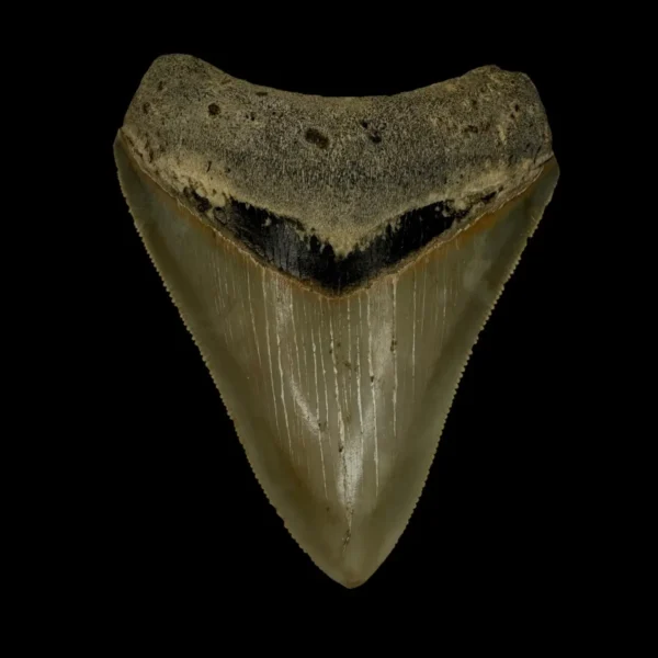 3.36" Serrated Megalodon Tooth Fossil