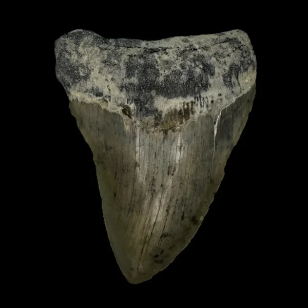 4.00" Megalodon Tooth Fossil